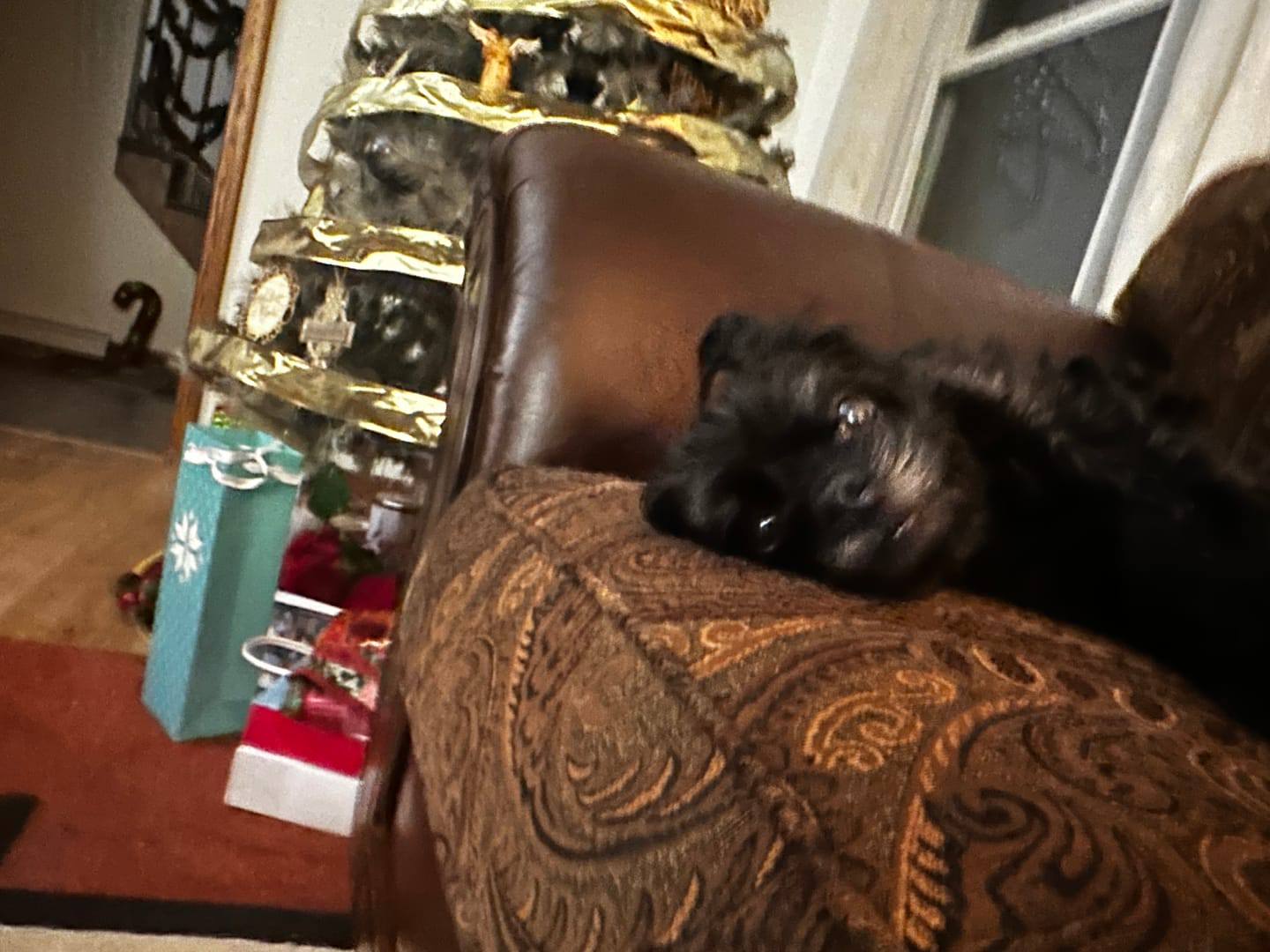 Liz J. review of Bello Hair Helper Spray image 1 out of 1